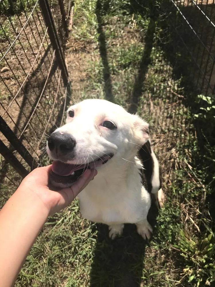 Buttercup thumbnail 2