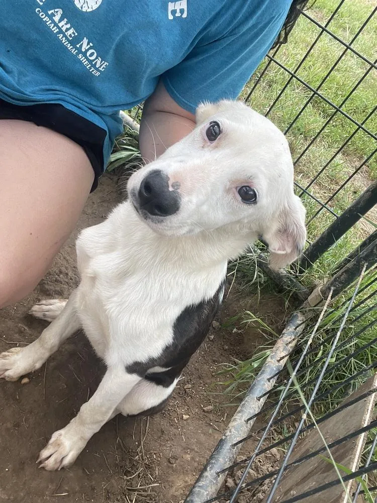 Buttercup thumbnail 3