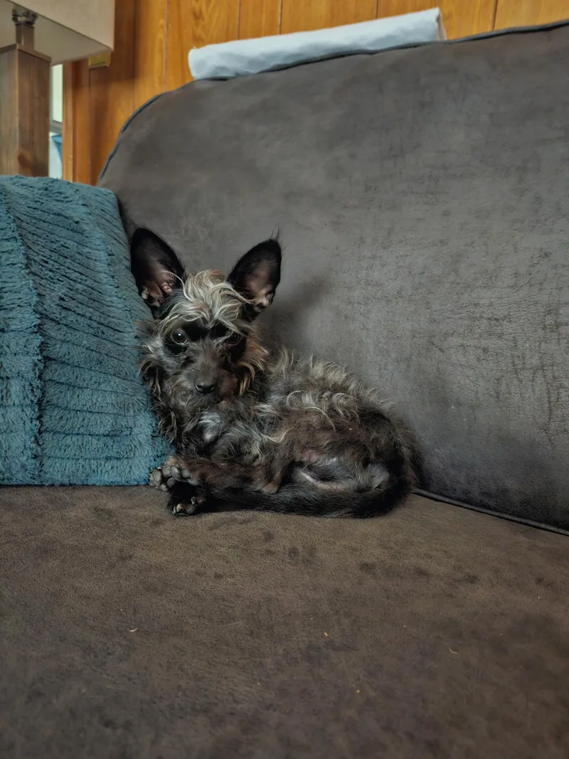 A young small-sized female Black Terrier dog named Mini for adoption in Houston, TX