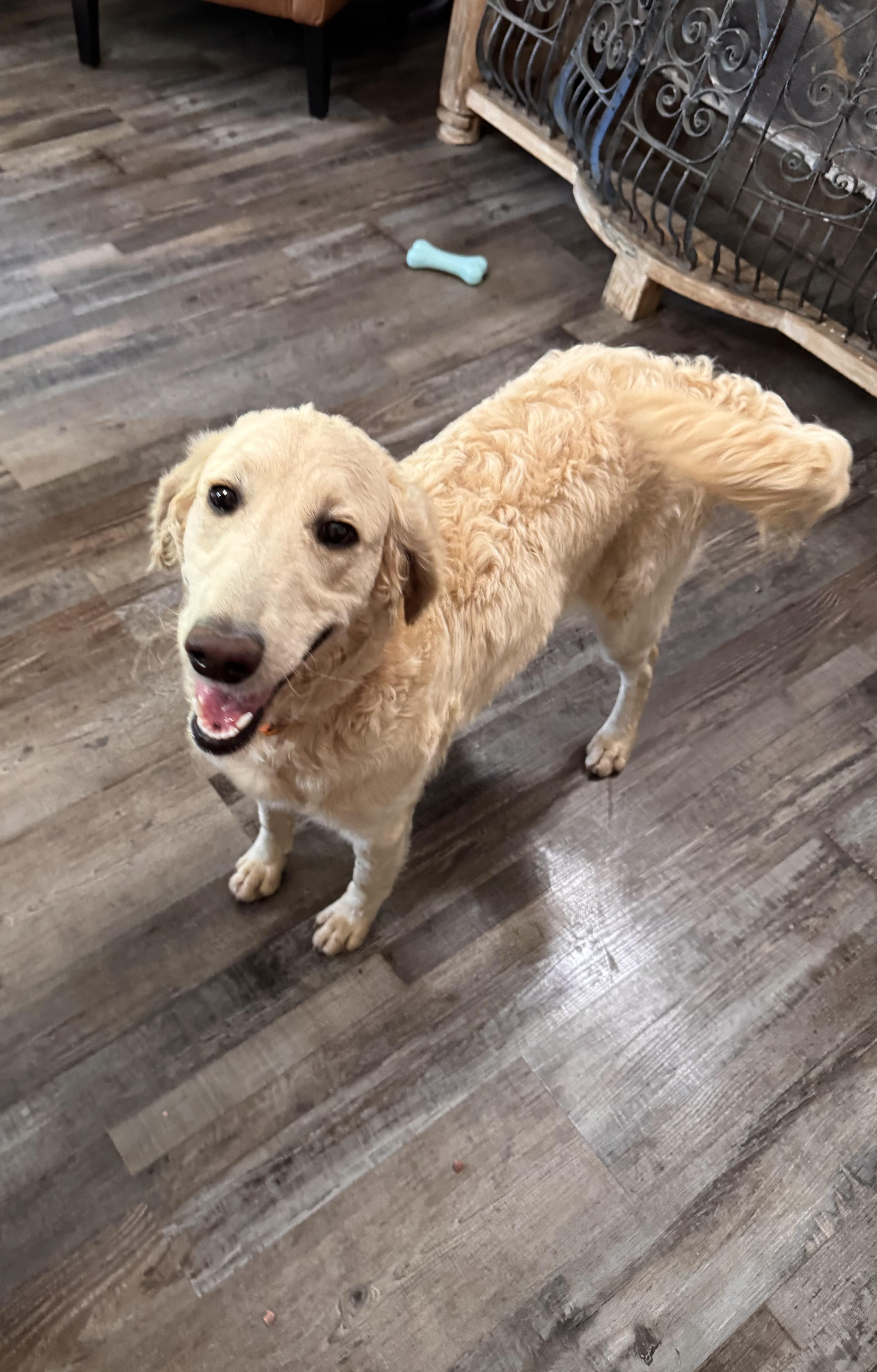 An adult medium-sized female Yellow / Tan / Blond / Fawn Goldendoodle dog named Prada for adoption in Sequatchie, TN