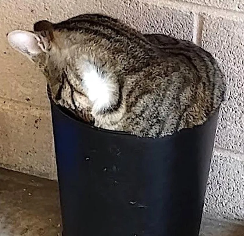 A young large-sized male Domestic Short Hair cat named Skittles for adoption in Albemarle, NC