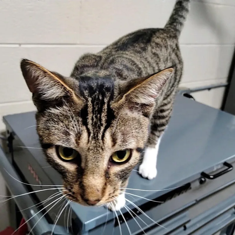 Skittles thumbnail 3