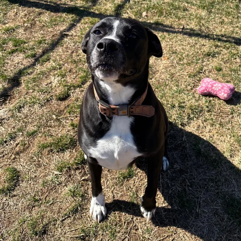 An adult large-sized male Black Labrador Retriever dog named Bear for adoption in Waynesboro, PA
