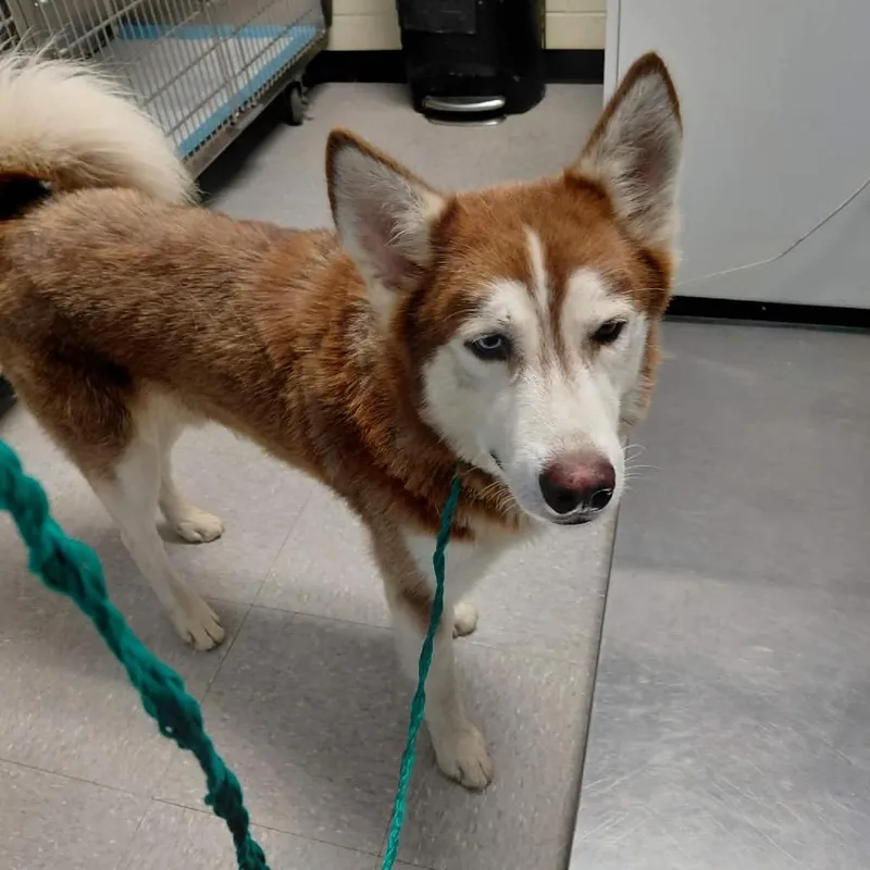 An adult medium-sized male Brown / Chocolate Siberian Husky dog named Sancho for adoption in Bastrop, TX