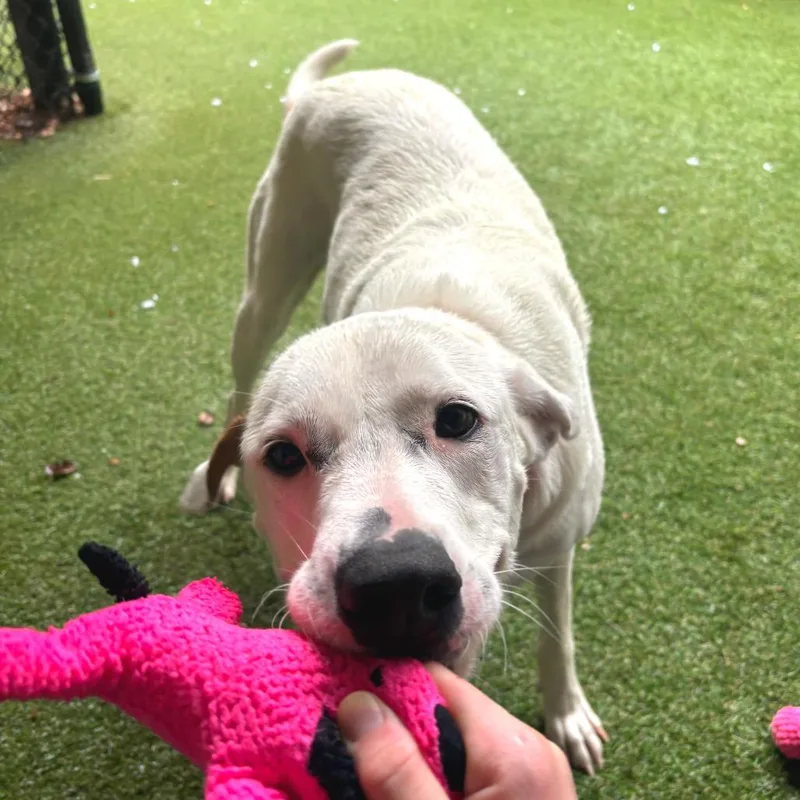 An adult large-sized female White / Cream Mixed Breed dog named Penelope for adoption in Asheville, NC