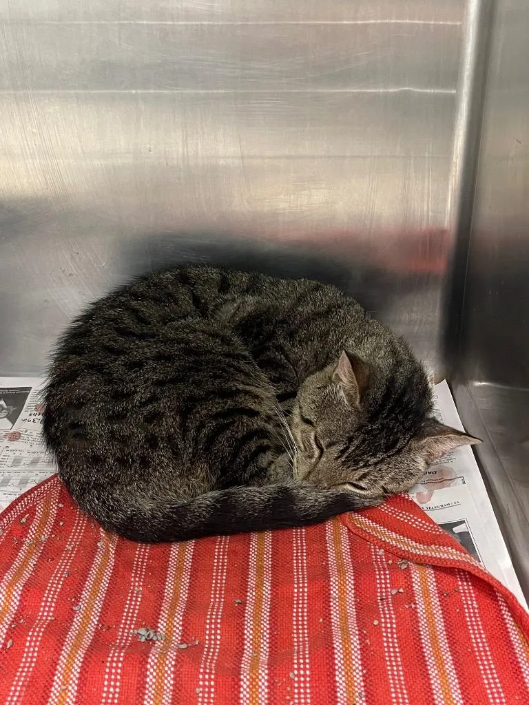 A young medium-sized male Domestic Short Hair cat named Hubert for adoption in Belton, TX
