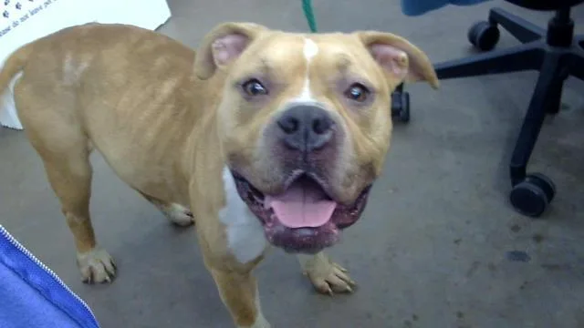 An adult large-sized female Mixed Breed dog named Harley for adoption in Dallas, TX