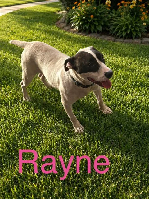 A young medium-sized female Pit Bull Terrier dog named Rayne for adoption in Zimmerman, MN