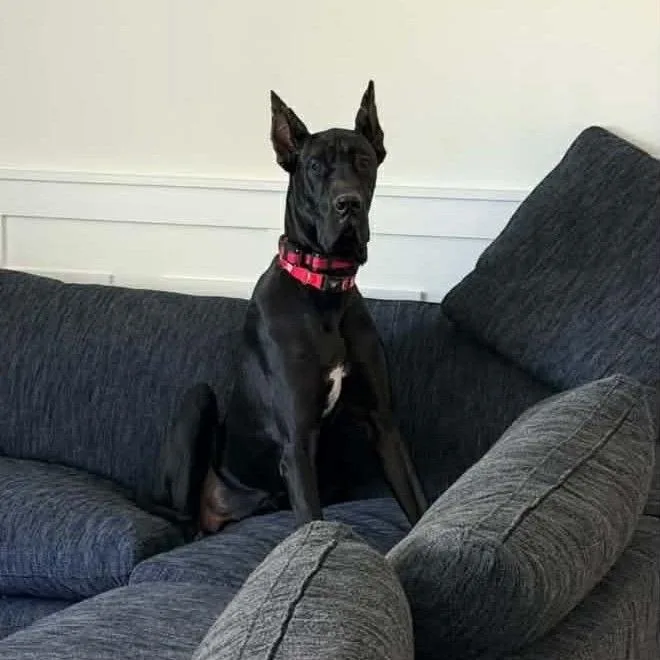 A young extra large-sized male Black Great Dane dog named Thunder Struck for adoption in Northbrook, IL
