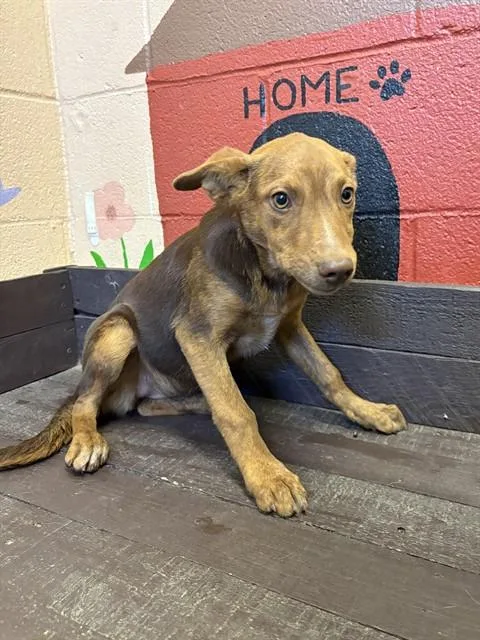 A baby small-sized female German Shepherd Dog dog named Seahorse for adoption in Castaic, CA