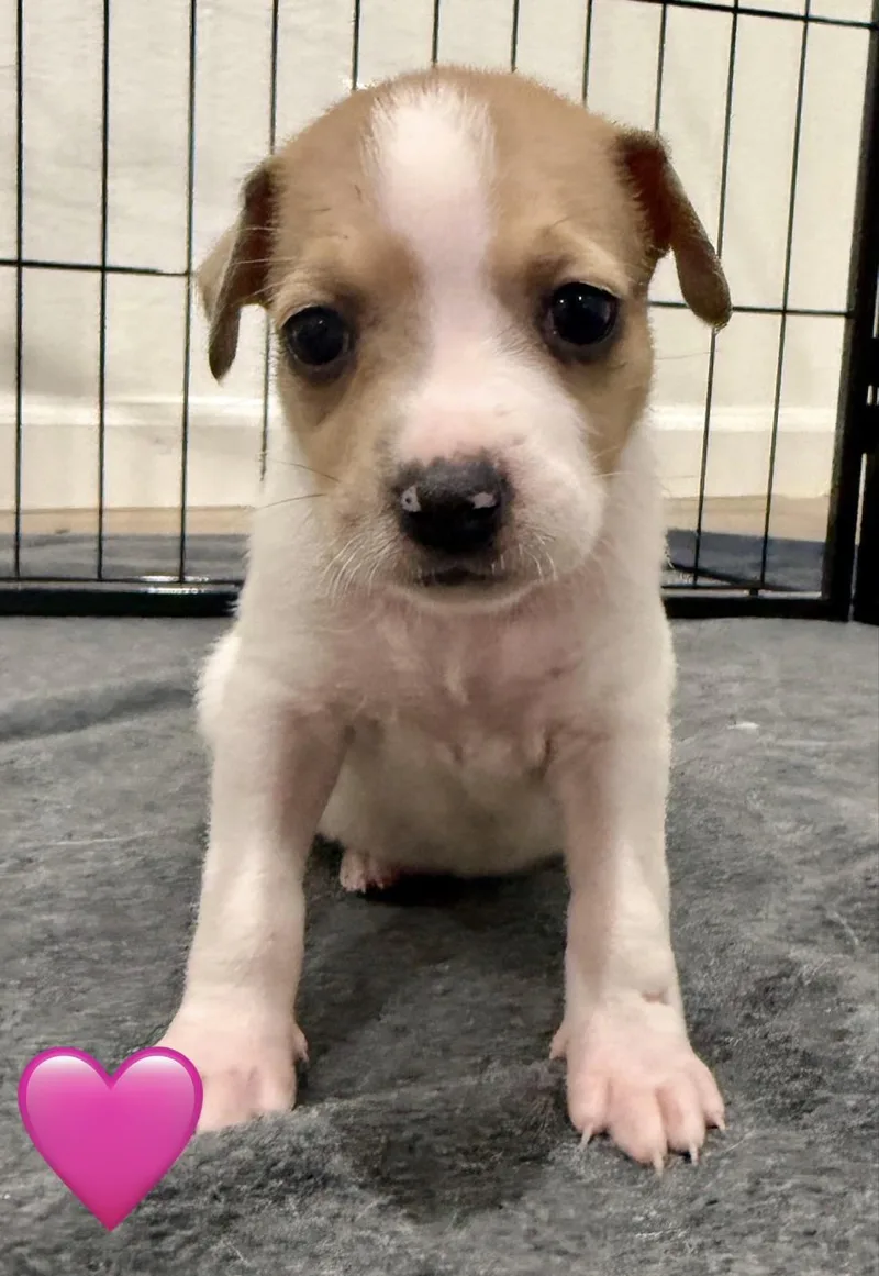 A baby medium-sized female Cattle Dog dog named Dove for adoption in Whittier, CA