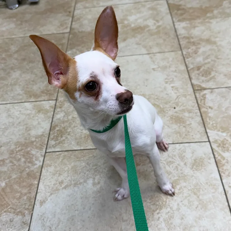 A young small-sized male White / Cream Chihuahua dog named Pacman for adoption in Houston, TX