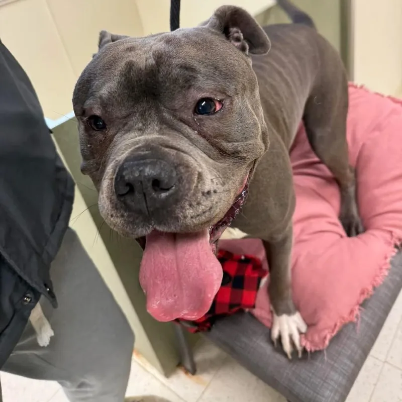 An adult large-sized male Gray / Blue / Silver Mixed Breed dog named Melvin for adoption in Binghamton, NY
