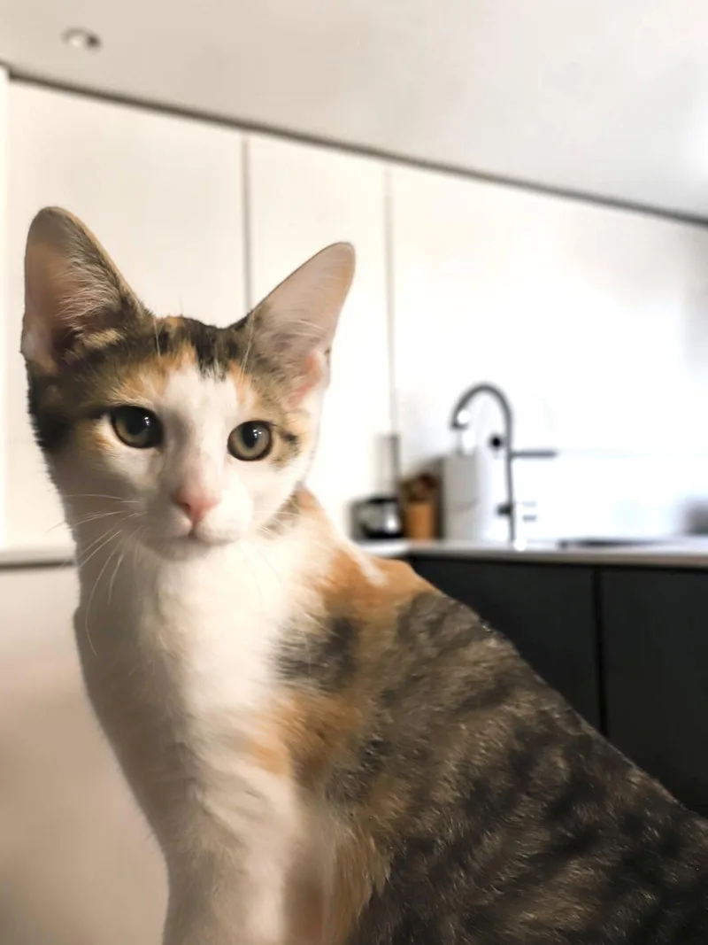 A baby medium-sized female Domestic Short Hair cat named Pippa for adoption in Champaign, IL