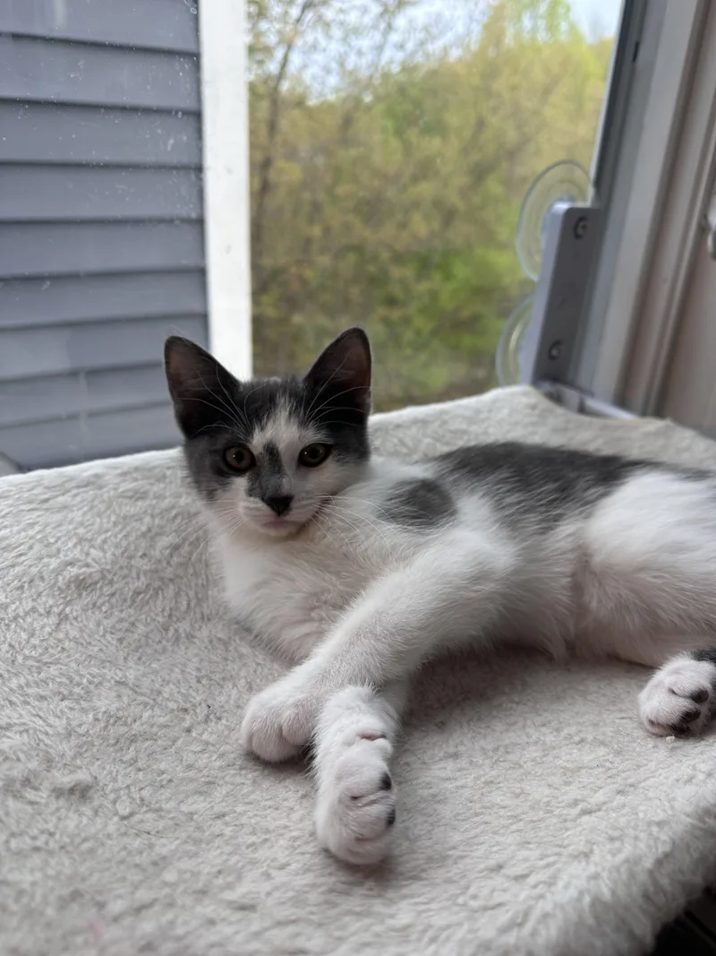 A baby small-sized female Gray & White Domestic Short Hair cat named Petunia for adoption in New Britain, CT