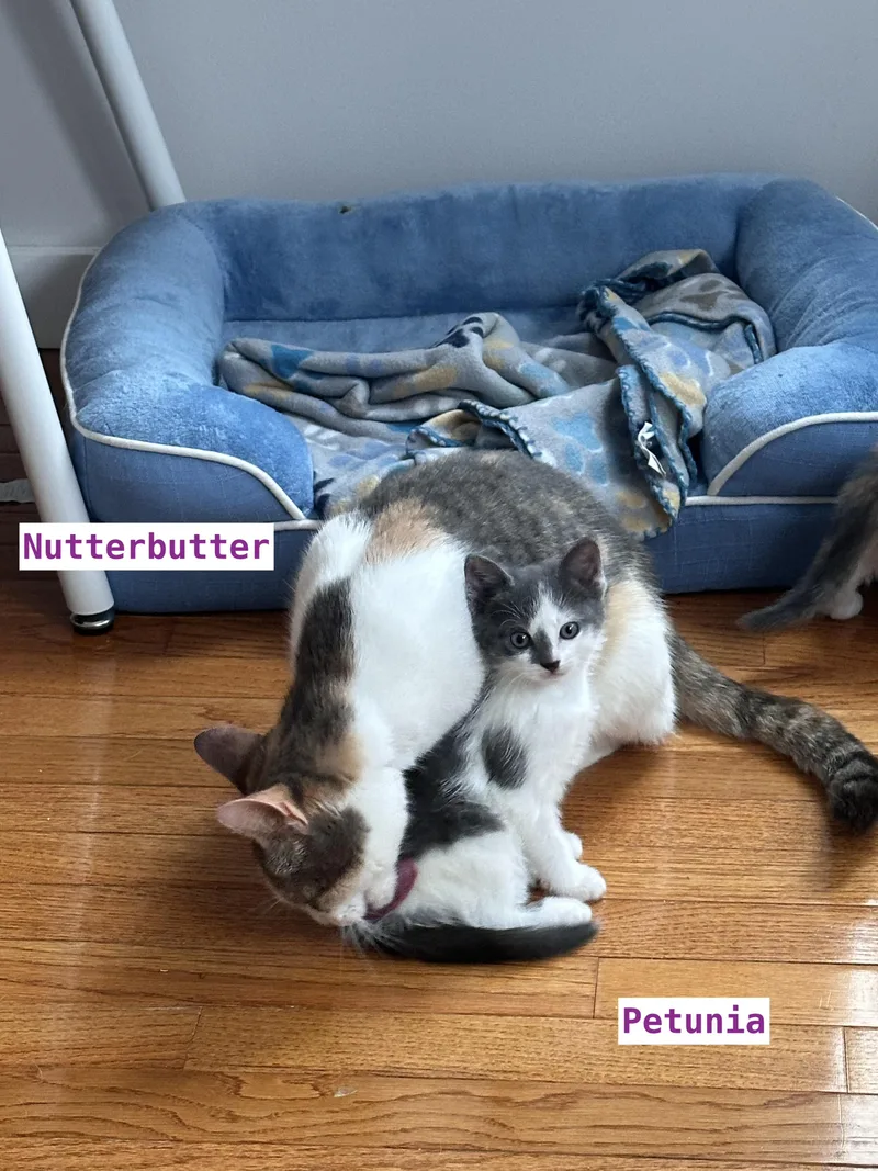 Petunia thumbnail 2