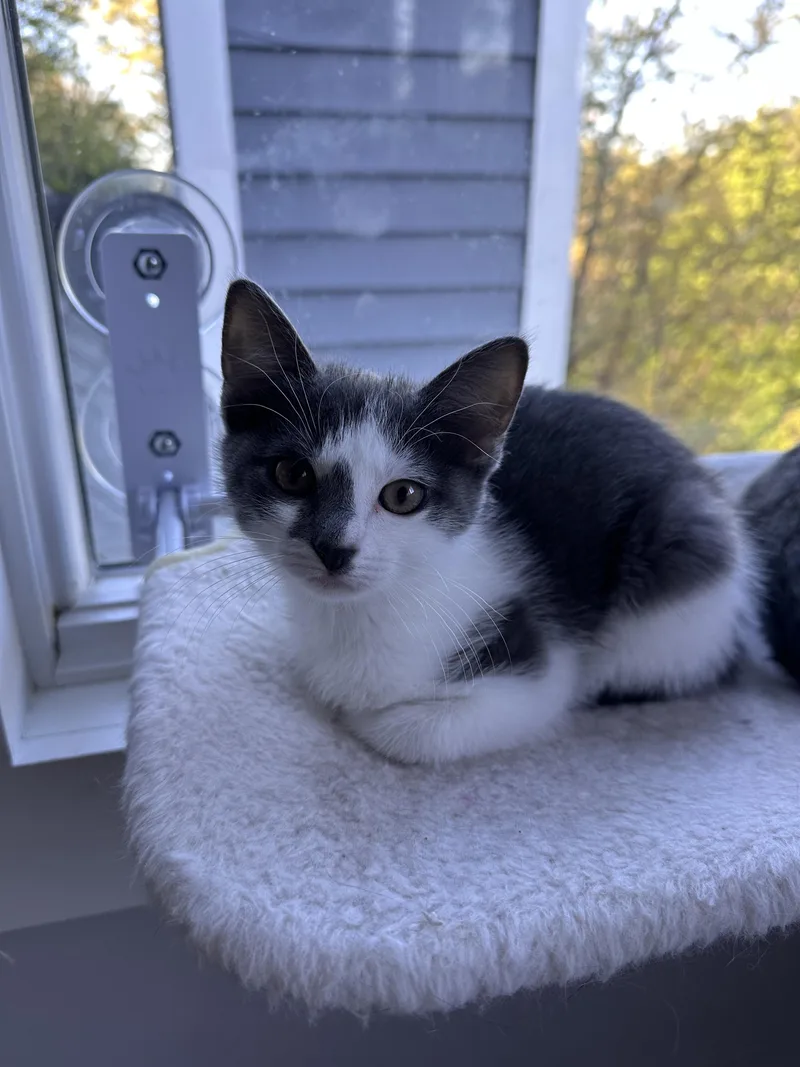 Petunia thumbnail 3