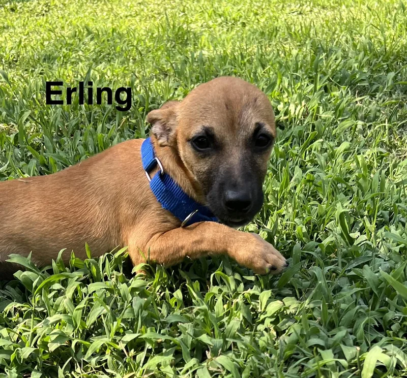 Erling