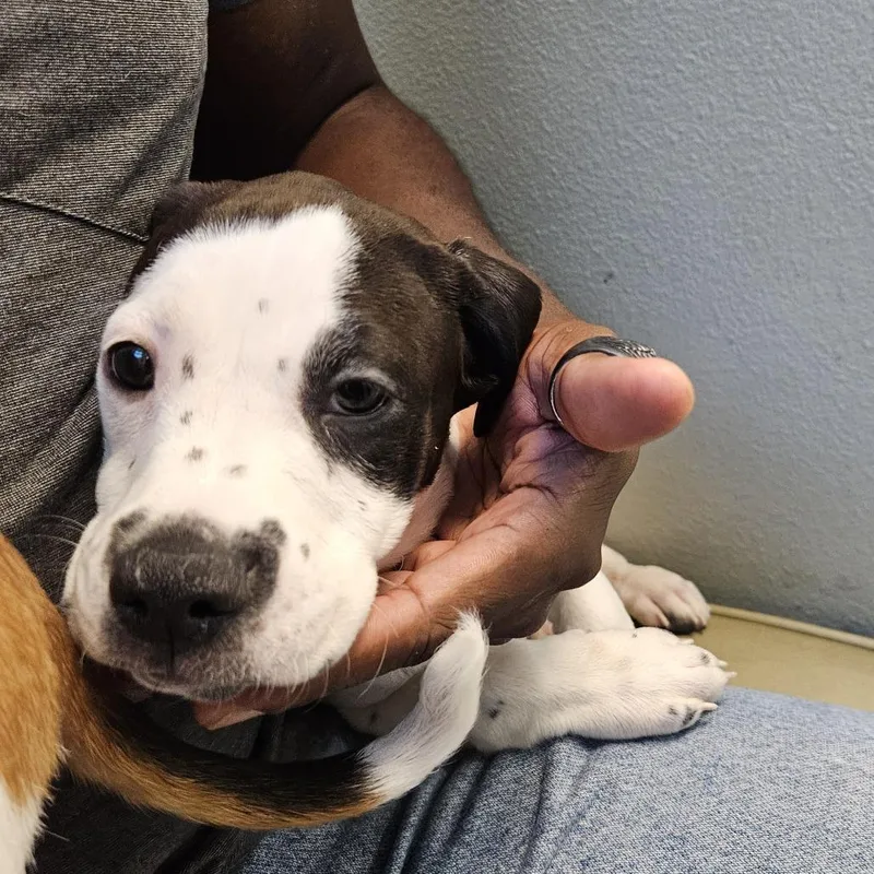 A baby small-sized female Black Pit Bull Terrier dog named Mary for adoption in Las Vegas, NV