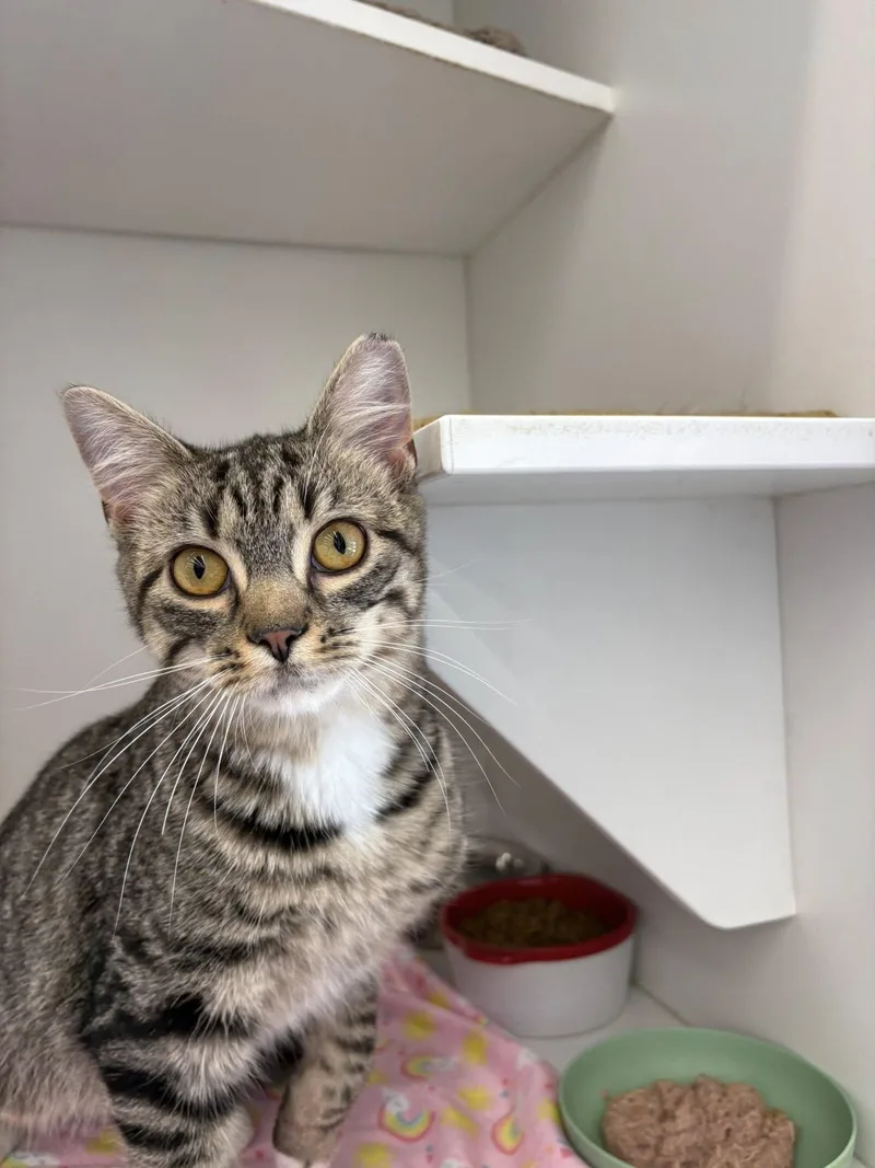 A baby medium-sized female Tabby (Brown / Chocolate) Domestic Short Hair cat named Tabby for adoption in Cleveland, OH