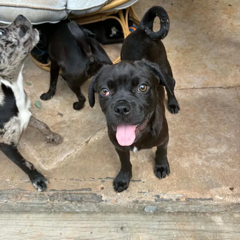 A baby medium-sized female Black Pug dog named Haze for adoption in Newcastle, OK