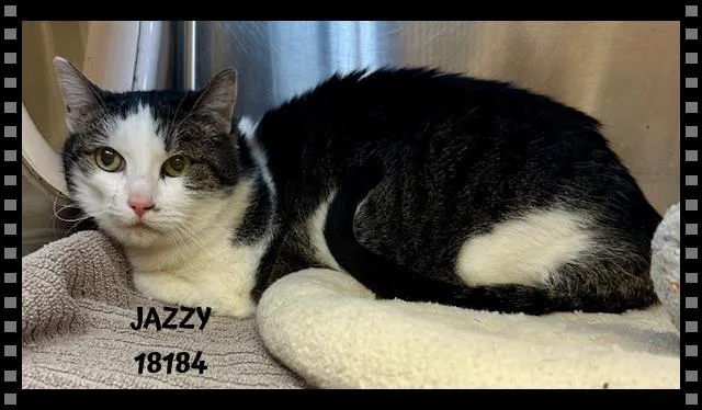 A senior medium-sized female Black & White / Tuxedo Domestic Short Hair cat named Jazzy for adoption in Marietta, GA