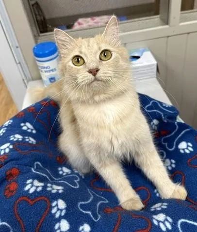 An adult medium-sized female Buff / Tan / Fawn Domestic Medium Hair cat named Beauty for adoption in Medina, OH
