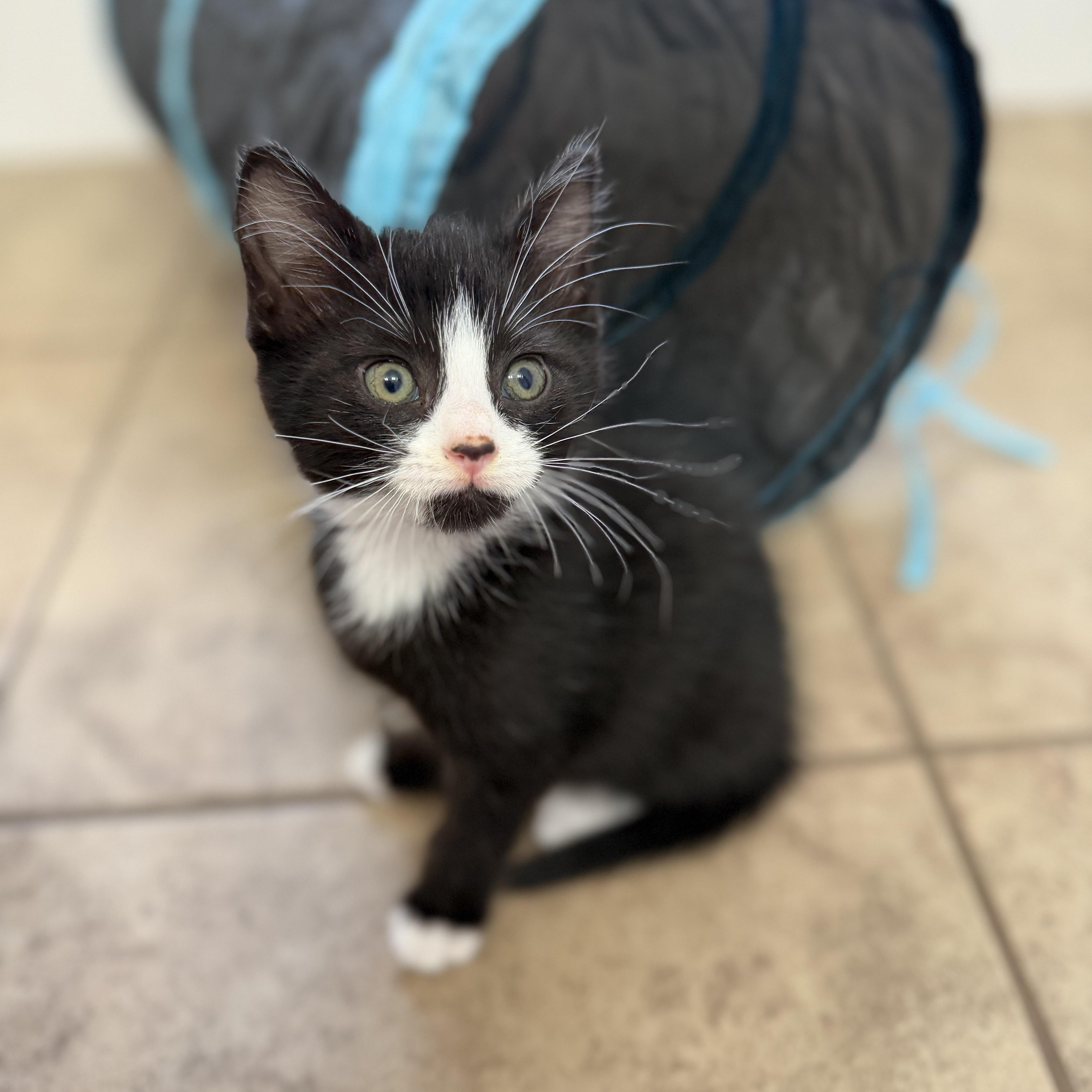 A baby medium-sized female Domestic Medium Hair cat named Honey for adoption in Charlotte, NC