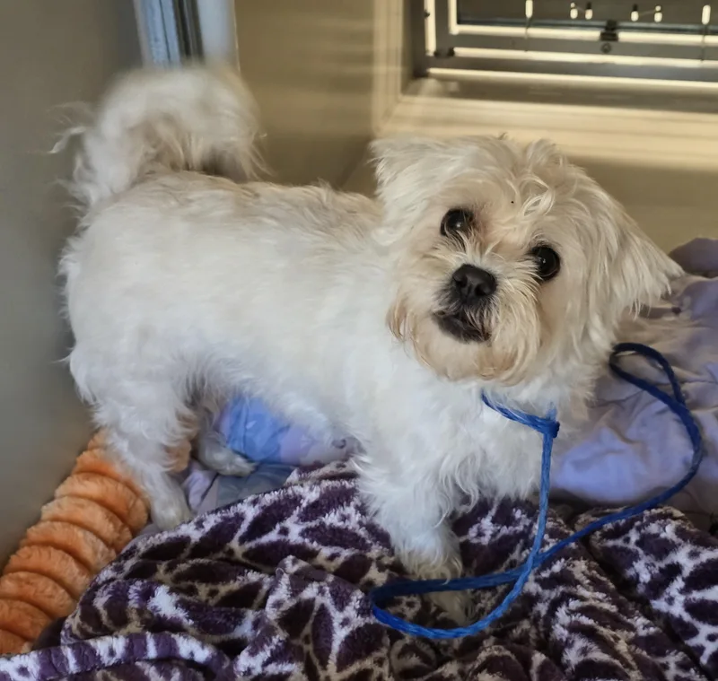 An adult small-sized female White / Cream Maltese dog named Spring for adoption in Amityville, NY