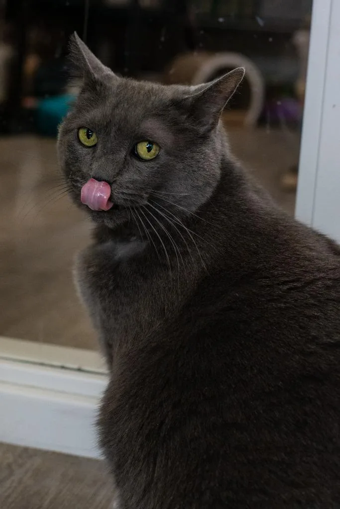 A senior large-sized female Domestic Short Hair cat named Yuumi for adoption in Minneapolis, MN