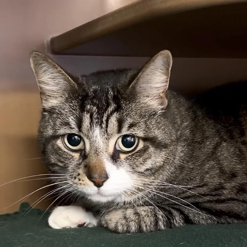An adult large-sized male Brown / Chocolate Domestic Short Hair cat named Bob for adoption in Middlebury, VT