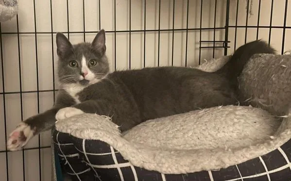 Raw Vegetables thumbnail 2