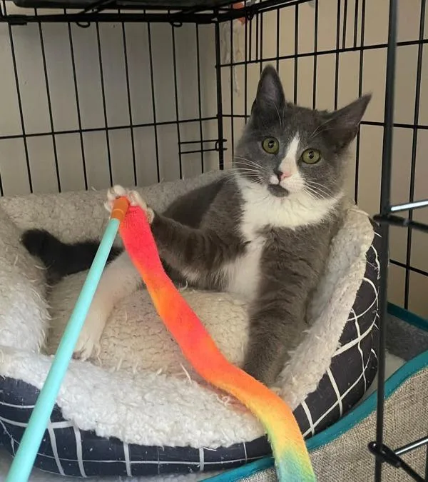 Raw Vegetables thumbnail 3