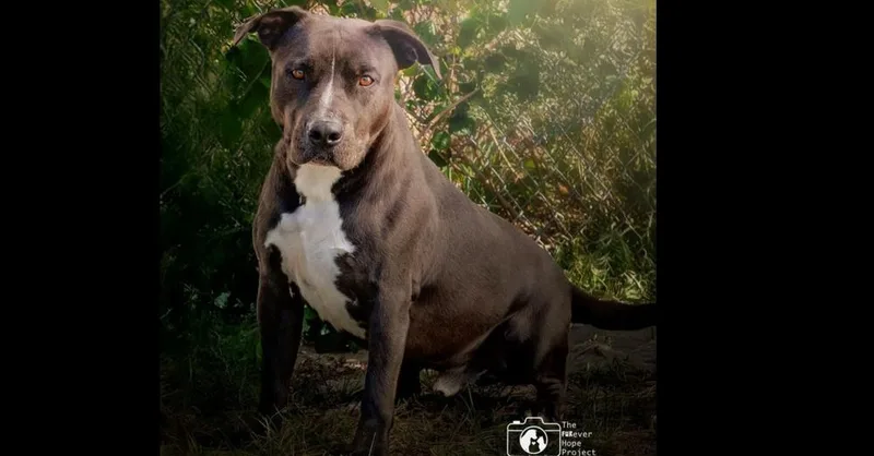 An adult medium-sized male Tricolor (Brown, Black, & White) Labrador Retriever dog named Beau for adoption in Crescent City, FL