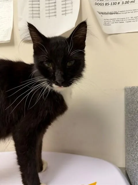 An adult medium-sized male Domestic Short Hair cat named Kodak for adoption in Naples, FL