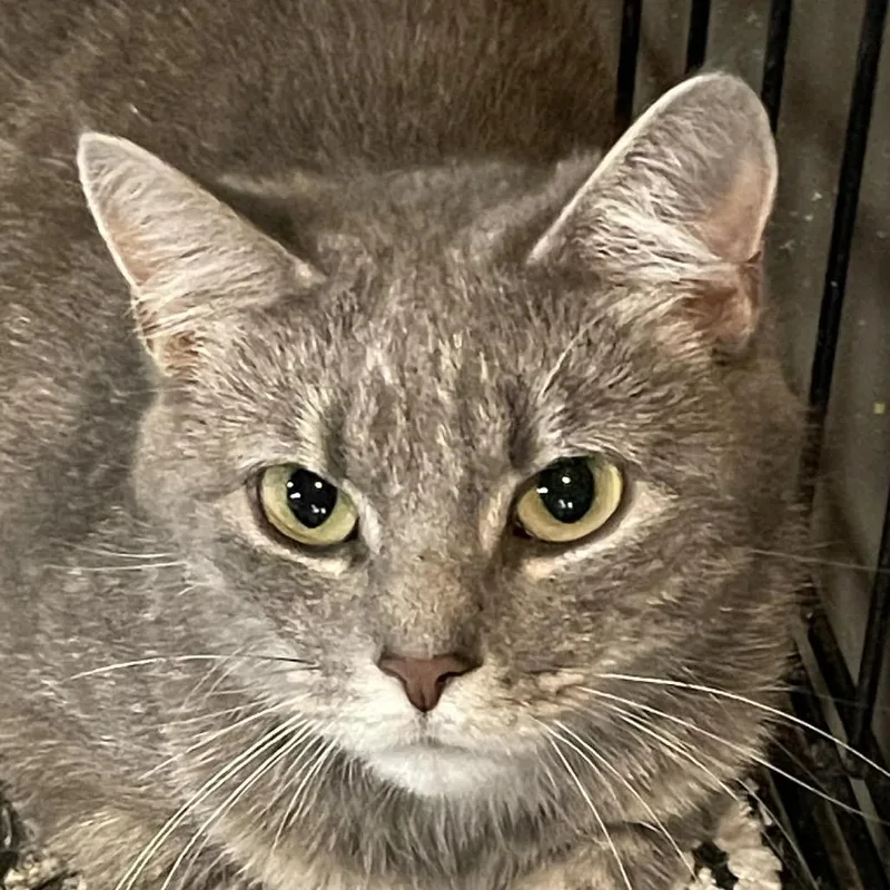 An adult small-sized female Brown / Chocolate Domestic Short Hair cat named Cherokee for adoption in Inwood, WV