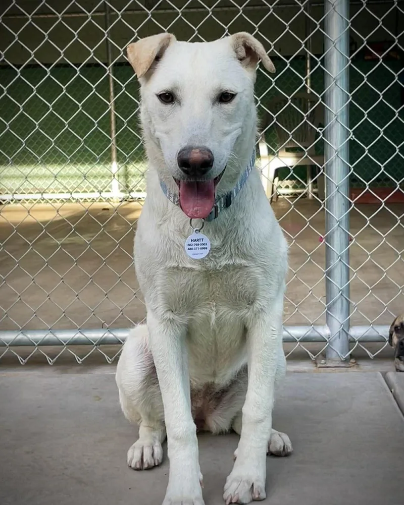 A young medium-sized female White / Cream Labrador Retriever dog named Crystal for adoption in Phoenix, AZ