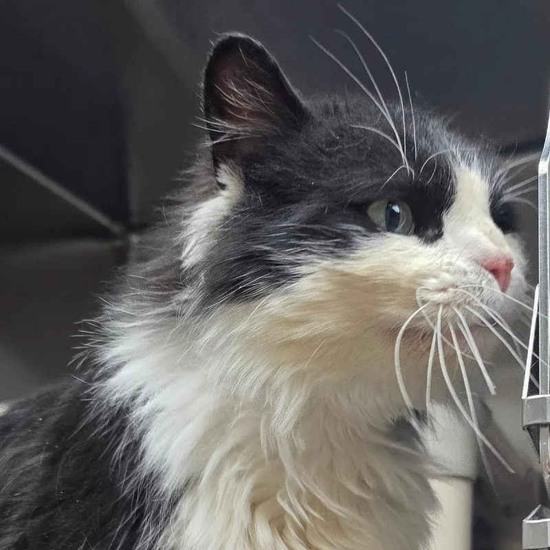 An adult small-sized male Black Domestic Medium Hair cat named Toby for adoption in Detroit Lakes, MN