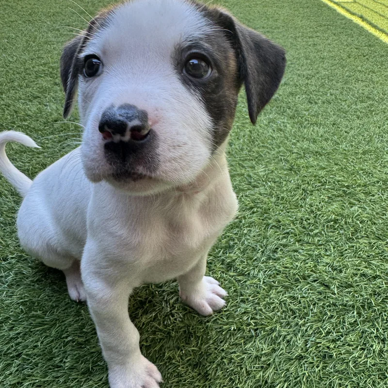A baby large-sized female Mixed Breed dog named Mars for adoption in Henderson, NV
