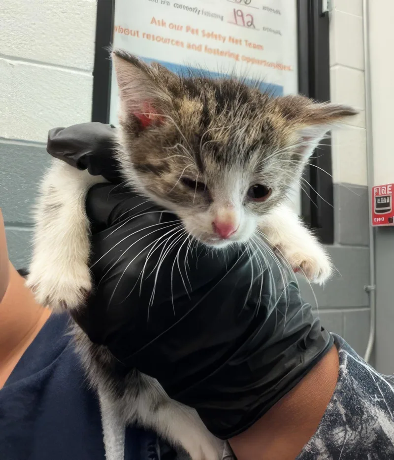 A baby medium-sized female Tabby (Brown / Chocolate) Domestic Short Hair cat named Sandy for adoption in Nashville, TN