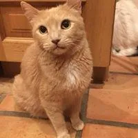 A senior large-sized female Domestic Short Hair cat named Peanut for adoption in Tucson, AZ
