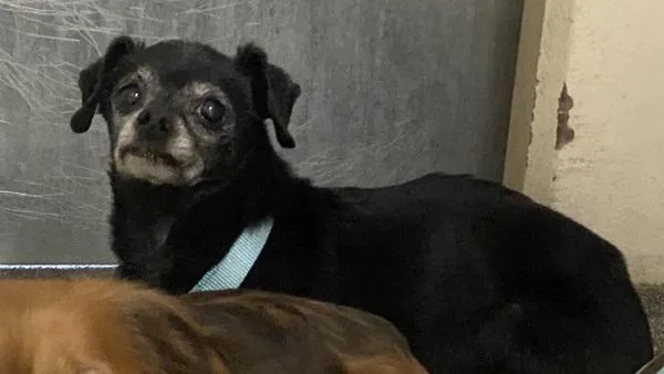 A senior small-sized male Chihuahua dog named Señor Perez for adoption in Vancouver, WA