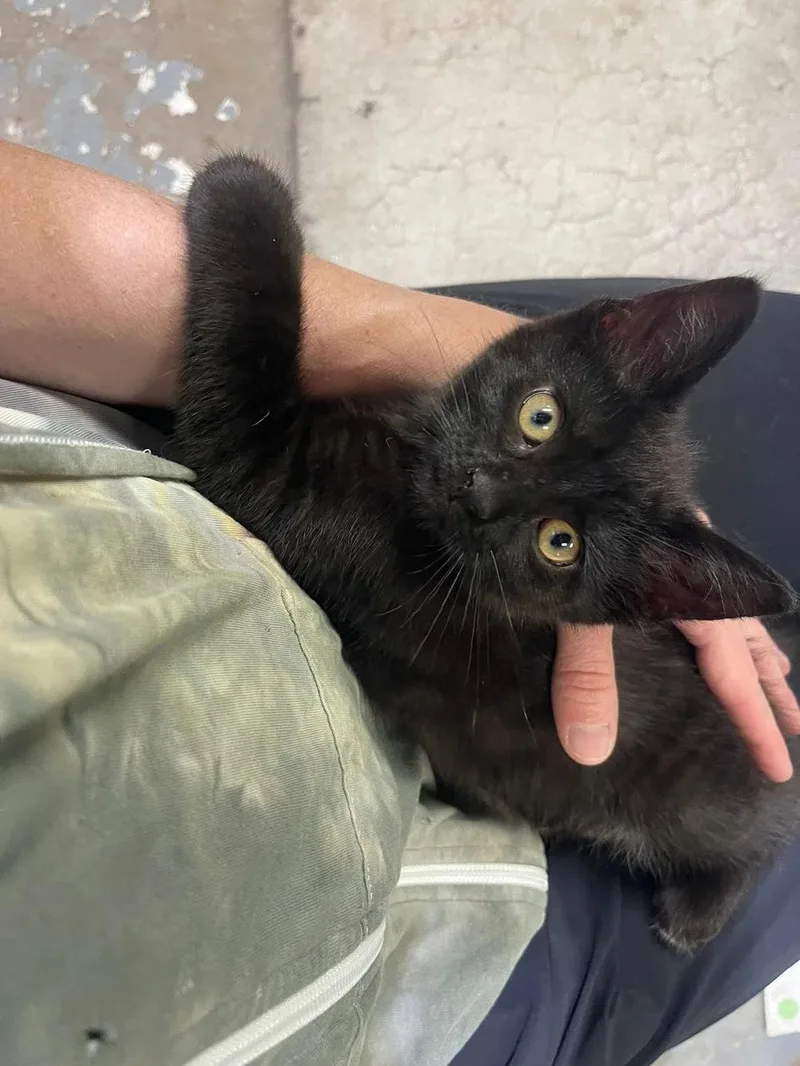 A baby medium-sized female Black & White / Tuxedo Domestic Short Hair cat named Susu for adoption in Davison, MI
