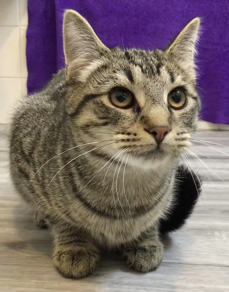 A baby large-sized male Domestic Short Hair cat named Goreme for adoption in Lemoyne, PA