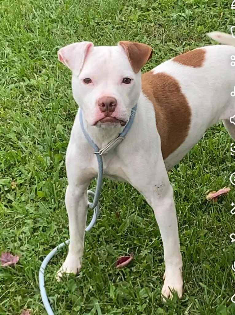 A baby medium-sized female Terrier dog named Sweetie for adoption in Hartford City, IN