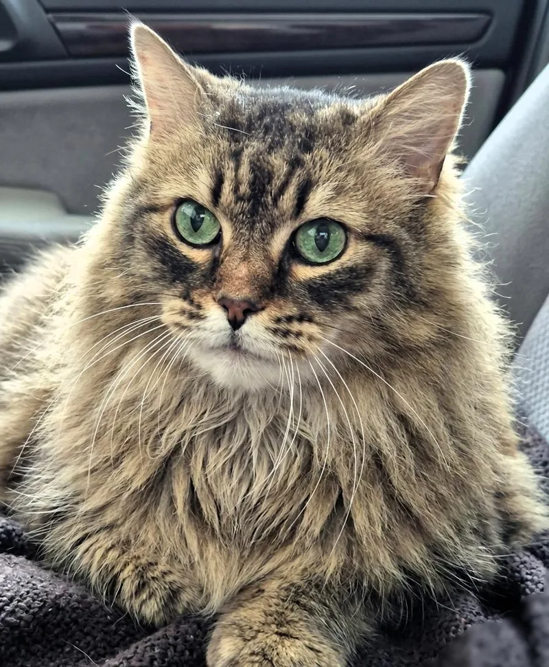 Toby