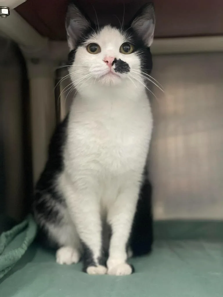 An adult medium-sized male Black & White / Tuxedo Domestic Short Hair cat named Bozer for adoption in Calhoun, KY