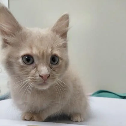 A young small-sized male Domestic Medium Hair cat named Strudel for adoption in Conway, AR
