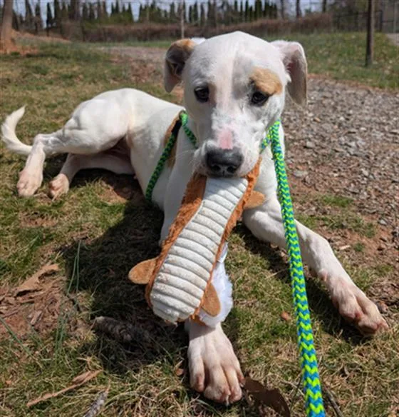 An adult large-sized female American Bulldog dog named Chilly for adoption in Clyde, NC