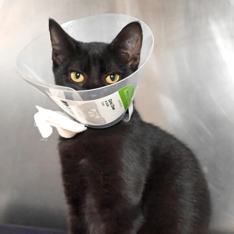 A young small-sized female Domestic Short Hair cat named Shadow for adoption in West Palm Beach, FL